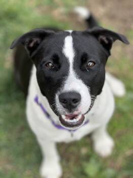 Pit Bull Terrier and Husky Dogs Available for Adoption in Monroe, Ohio - Thea | PetCurious