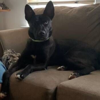 Terrier Dogs Available for Adoption - Boo II (New Digs) | PetCurious