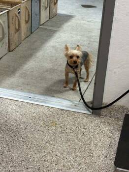Mazhie -  Yorkshire Terrier and Mixed Breed Dog for Adoption in Gastonia, North Carolina - Mazhie | PetCurious