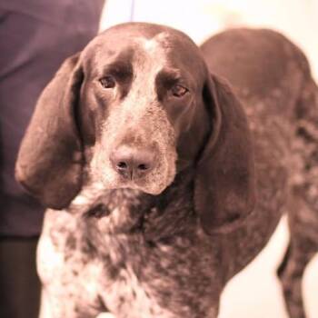 26-00655 MAC -  Coonhound Dog Available for Adoption in Fredericksburg, Virginia - 26-00655 MAC | PetCurious