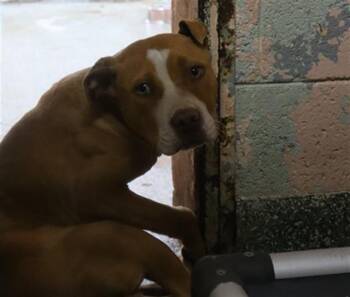 Mixed Breed Dogs Available for Adoption in Columbia, South Carolina - BUCKWHEAT | PetCurious