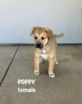 Poppy -  Great Pyrenees and Belgian Shepherd Malinois Dog for Adoption in Sonora, California - Poppy | PetCurious