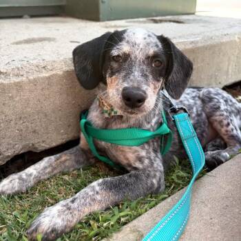 Spud -  Australian Cattle Dog Blue Heeler Dog for Adoption in Philadelphia, Pennsylvania - Spud | PetCurious