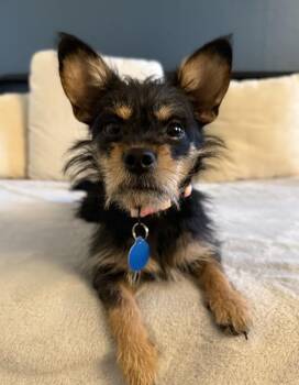 Chap -  Terrier and Chihuahua Dog for Adoption in Seattle, Washington - Chap | PetCurious