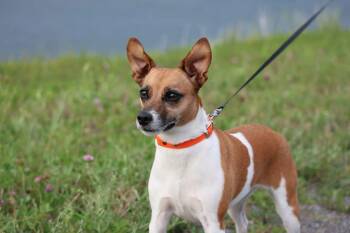Emma -  Jack Russell Terrier Dog for Adoption in Massena, New York - Emma | PetCurious