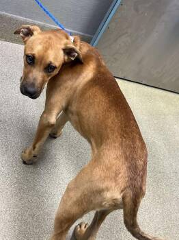 JB -  Rhodesian Ridgeback and Mixed Breed Dog Available for Adoption in Las Vegas, Nevada - JB | PetCurious