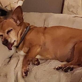 Macie -  Chihuahua and Mixed Breed Dog for Adoption in Spring Hill, Kansas - Macie | PetCurious
