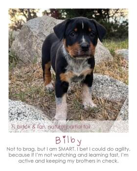 Bilby -  Australian Cattle Dog Blue Heeler Dog for Adoption in Midway, Utah - Bilby | PetCurious