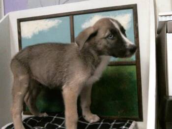 A2091630 -  German Shepherd Dog and Mixed Breed Dog for Adoption in Houston, Texas - A2091630 | PetCurious
