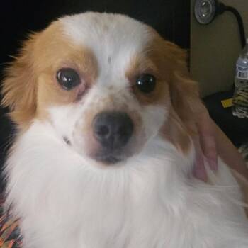 Chico OS NV -  Pomeranian Dog for Adoption in Las Vegas, Nevada - Chico OS NV | PetCurious