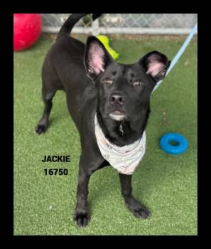 Shepherd Dogs Available for Adoption - JACKIE | PetCurious