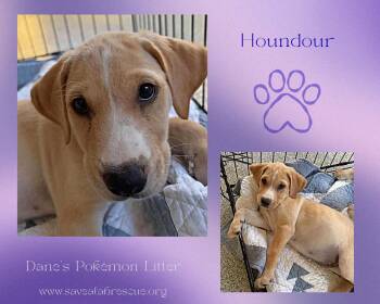 Labrador Retriever and Yellow Labrador Retriever Dogs Available for Adoption in Middletown, Rhode Island - Houndour | PetCurious
