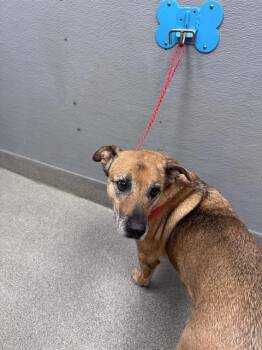 DUFFY -  German Shepherd Dog and Mixed Breed Dog for Adoption in Las Vegas, Nevada - DUFFY | PetCurious