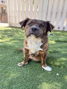 BUSTER -  Pit Bull Terrier and Chow Chow Dog for Adoption in Fremont, California - BUSTER | PetCurious