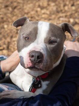 Mixed Breed Dogs Available for Adoption in Chamblee, Georgia - Tadpole | PetCurious