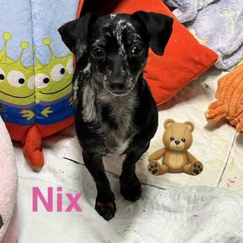 Miniature Dachshund and Chihuahua Dogs Available for Adoption - Nix | PetCurious