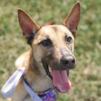 DAN -  Belgian Shepherd Malinois Dog for Adoption in San Antonio, Texas - DAN | PetCurious