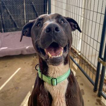 Mixed Breed Dogs Available for Adoption in Bentonville, Arkansas - Luke | PetCurious