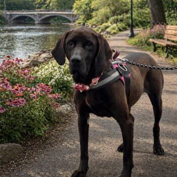 Coonhound and Labrador Retriever Dogs Available for Adoption in Shinnston, West Virginia - Whiskey | PetCurious