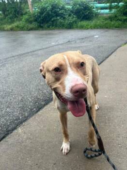 Pit Bull Terrier Dogs Available for Adoption in Clairton, Pennsylvania - STITCH | PetCurious