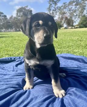 Chocolate Labrador Retriever Dogs Available for Adoption in El Cajon, California - Dozer | PetCurious