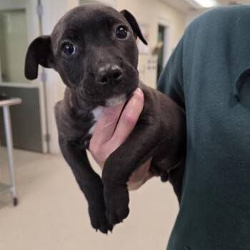 Jaylon -  Mixed Breed Dog for Adoption - Jaylon | PetCurious