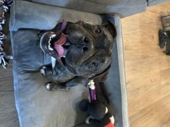Rescue American Bully Dogs for Adoption in Claremont, California - Honeypot | PetCurious