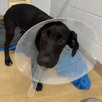 Clarabel -  Black Labrador Retriever and Mixed Breed Dog for Adoption in West Palm Beach, Florida - Clarabel | PetCurious