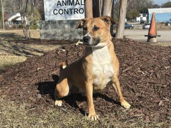 Sadie -  Labrador Retriever and Mountain Cur Dog for Adoption in Greenbelt, Maryland - Sadie | PetCurious