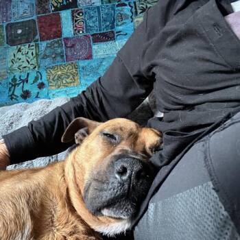 Mixed Breed Dogs Available for Adoption - Tito | PetCurious