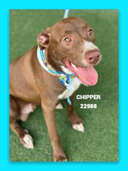 CHIPPER -  Labrador Retriever Dog for Adoption in Marietta, Georgia - CHIPPER | PetCurious