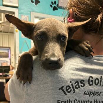 Twix -  Shepherd and Mixed Breed Dog for Adoption in Stephenville, Texas - Twix | PetCurious