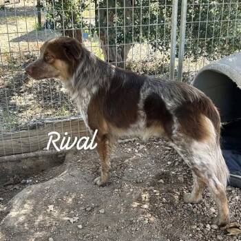 Rival -  Australian Shepherd and Mixed Breed Dog for Adoption in Buchanan Dam, Texas - Rival | PetCurious