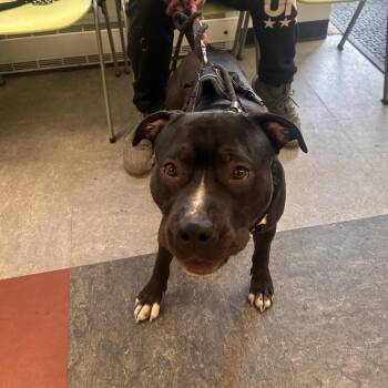 Pit Bull Terrier Dogs Available for Adoption in Philadelphia, Pennsylvania - Kylo | PetCurious