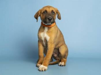 WALLACE -  German Shepherd Dog and Mixed Breed Dog for Adoption in Phoenix, Arizona - WALLACE | PetCurious