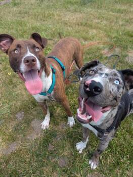 Catahoula Leopard Dog Dogs Available for Adoption in Santa Rosa, California - Sylvester | PetCurious