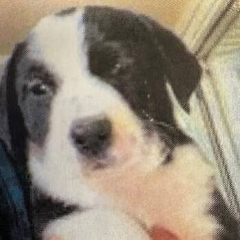 Golden Retriever and Labrador Retriever Dogs Available for Adoption - Plumette - Formerly Angelica | PetCurious