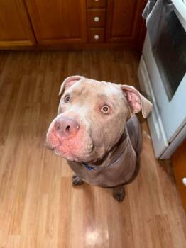 Beefcake -  Pit Bull Terrier Dog for Adoption in Waterloo, Iowa - Beefcake | PetCurious