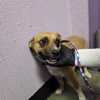 61382521 -  Chihuahua and Mixed Breed Dog for Adoption in El Paso, Texas - 61382521 | PetCurious