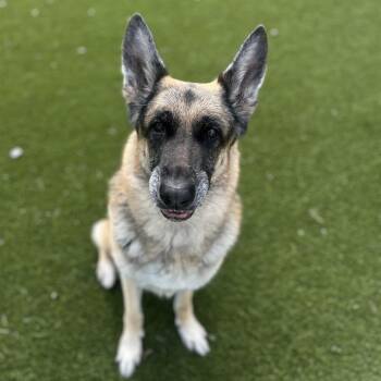 Giulio -  German Shepherd Dog Dog for Adoption in Loxahatchee Groves, Florida - Giulio | PetCurious