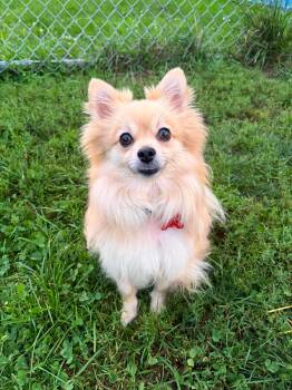 Gru -  Pomeranian Dog for Adoption in Valparaiso, Indiana - Gru | PetCurious