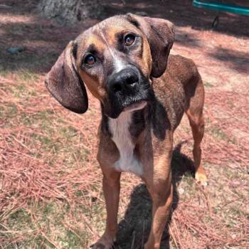 Angel -  Hound and Mixed Breed Dog for Adoption in Little Rock, Arkansas - Angel | PetCurious