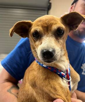 A1913807 -  Chihuahua and Mixed Breed Dog Available for Adoption in Blythe, California - A1913807 | PetCurious
