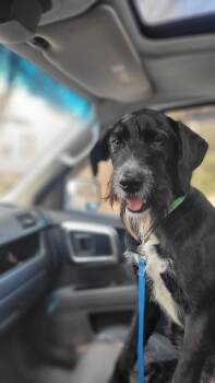 Lucky 2.0 -  Schnauzer Dog for Adoption in Bowdoin, Maine - Lucky 2.0 | PetCurious