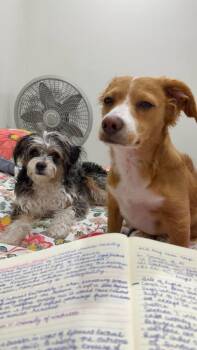 Ollie /Kiki bonded pair -  Maltese and Chihuahua Dog for Adoption in Surrey, British Columbia - Ollie /Kiki Bonded Pair | PetCurious