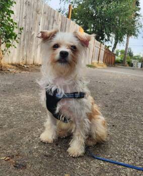 Rosie -  Terrier Dog for Adoption in Alameda, California - Rosie | PetCurious
