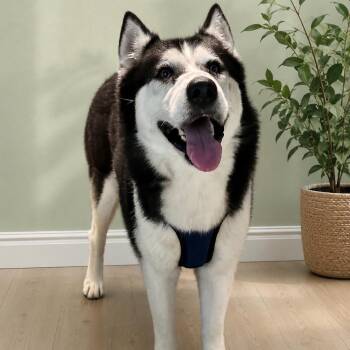 BEAR (LOVES HIS PEOPLE, LOYAL, LOVES WATER, SWEET, JUST WANTS LO -  Siberian Husky Dog for Adoption in Houston, Texas - BEAR (LOVES HIS PEOPLE, LOYAL, LOVES WATER, SWEET, JUST WANTS LO | PetCurious
