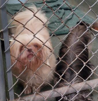 Lucy -  Shih Tzu Dog for Adoption in Rehoboth, Massachusetts - Lucy | PetCurious