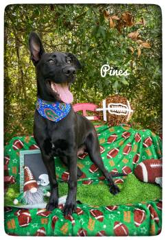 Pines -  Black Labrador Retriever Dog for Adoption in Sebring, Florida - Pines | PetCurious