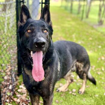 Max -  German Shepherd Dog Dog for Adoption in Palm Harbor, Florida - Max | PetCurious
